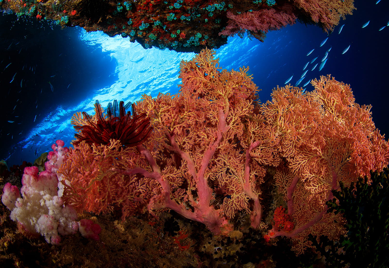 Coral reef off the coast of Indonesia.