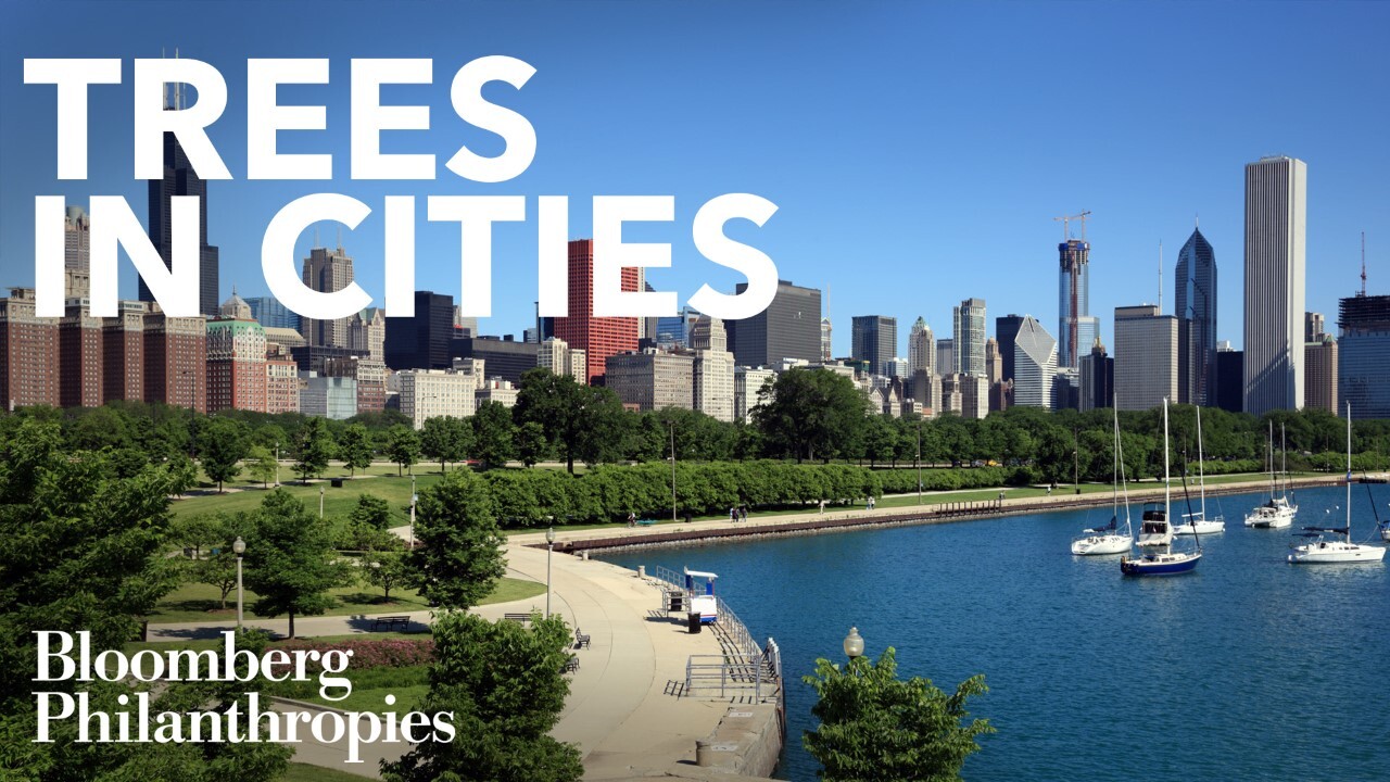Skyline photography of chicago to highlight Trees in Cities