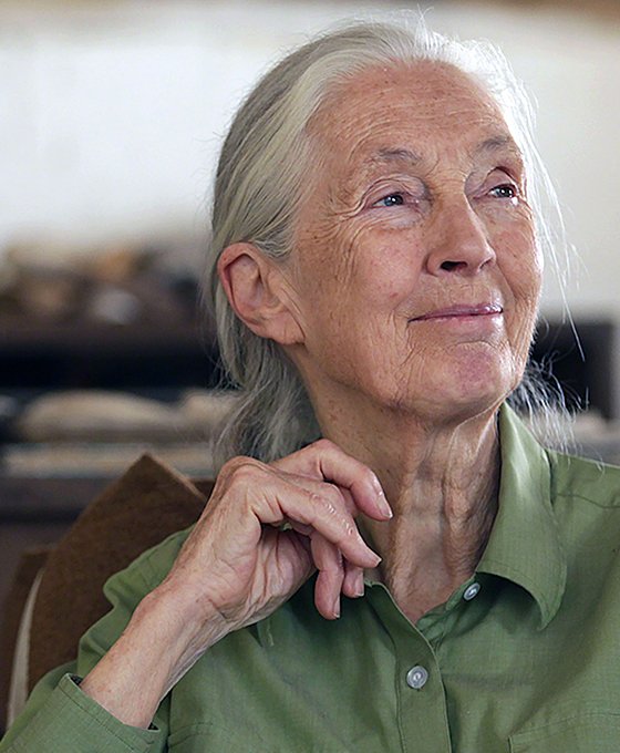 Dr. Jane Goodall, DBE bio photo