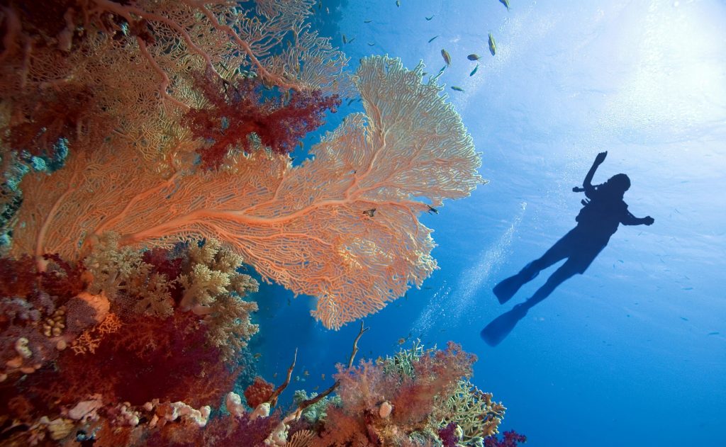 Underwater diver in the Rea Sea near Sharm El-Sheikh, Egypt