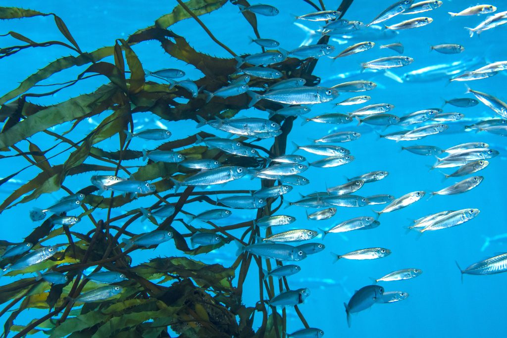 A lot of fish swimming which showcase Ocean Conservation in Chile