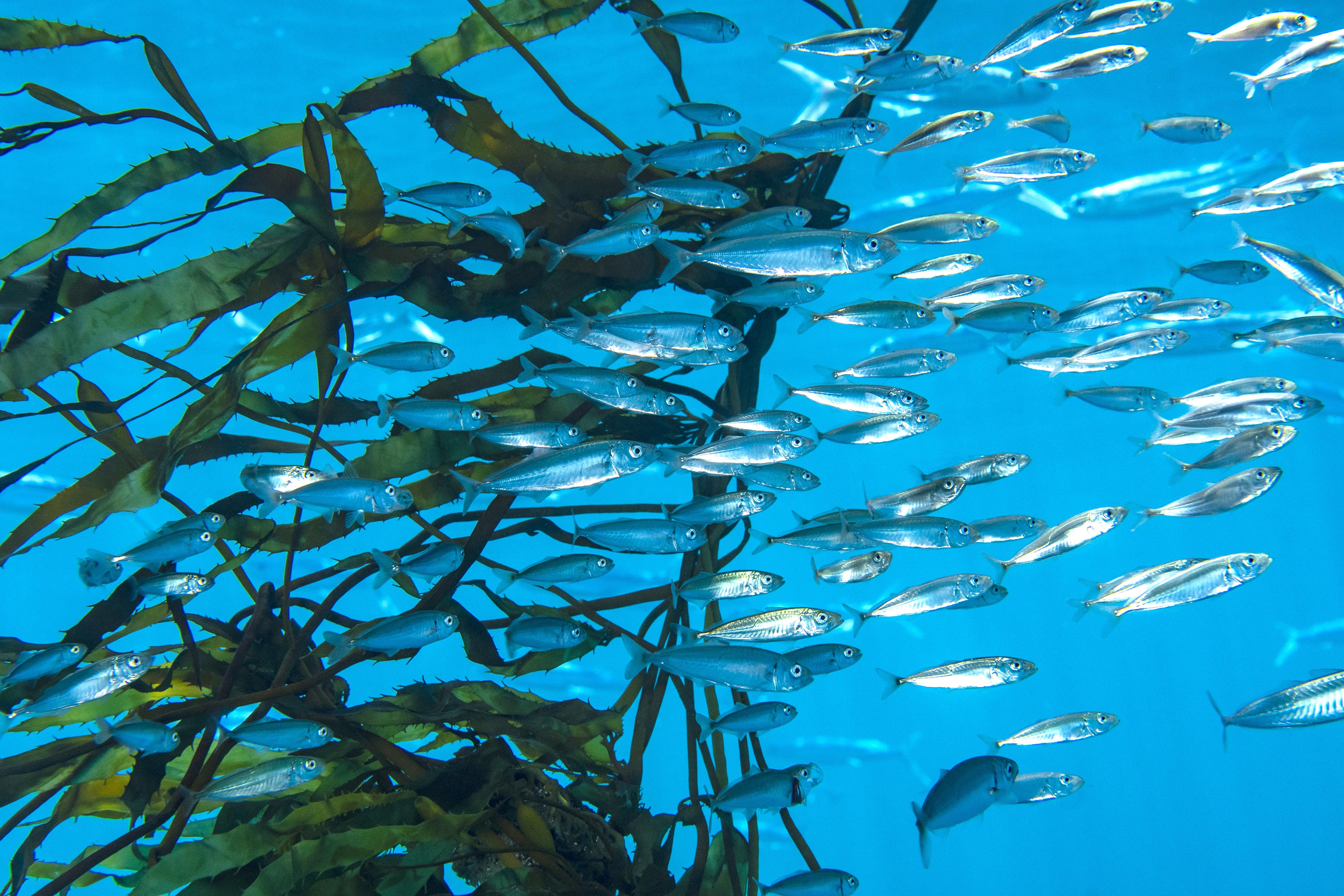 A lot of fish swimming which showcase Ocean Conservation in Chile