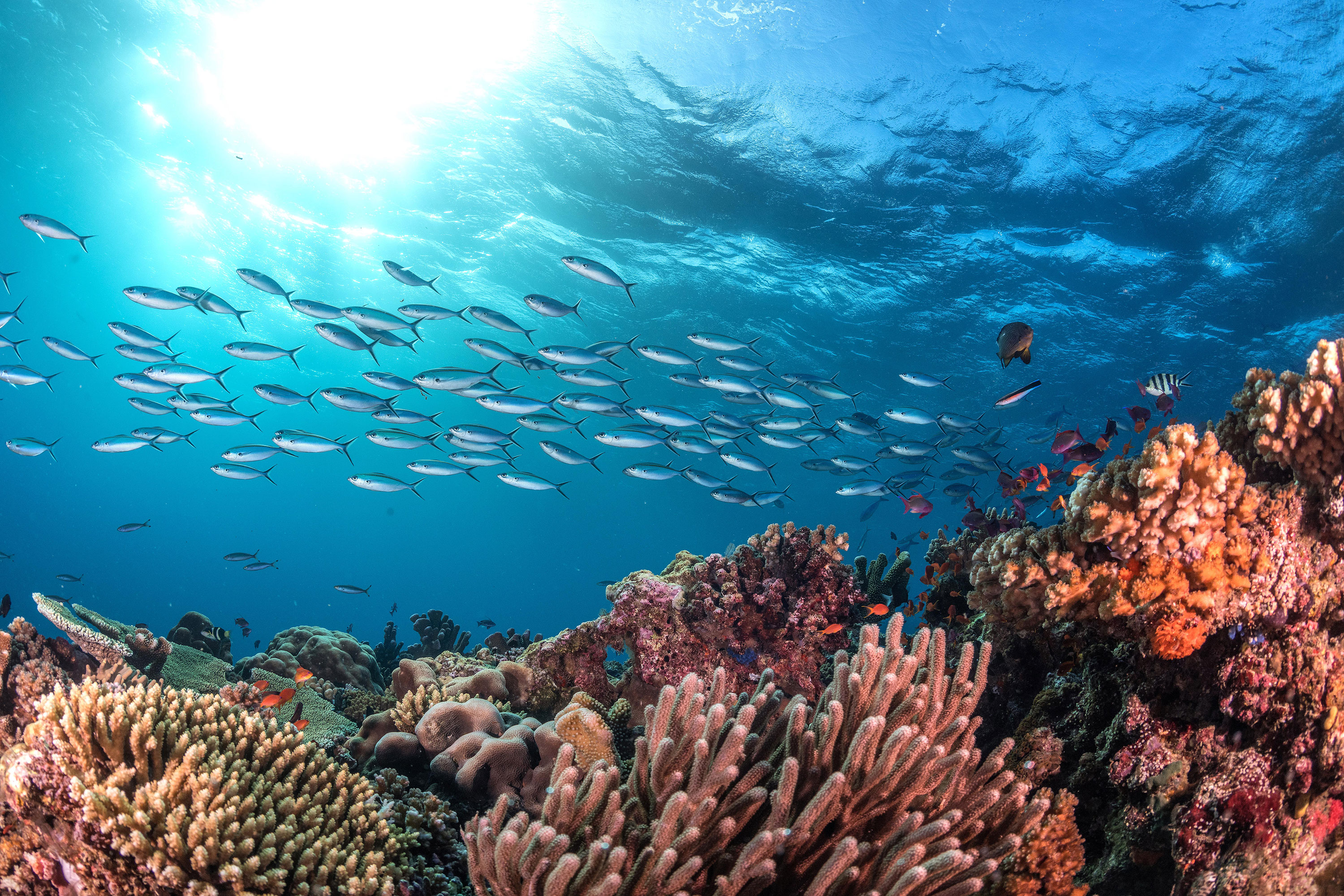 What can you do to protect the ocean? | Bloomberg Philanthropies