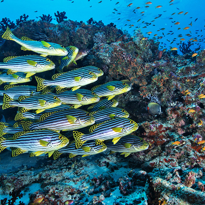 Underwater reef teeming with colorful fish