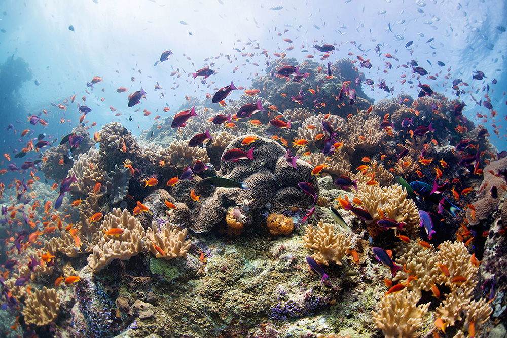 Marine conservation efforts protect coral reefs and coastal ecosystems in Fiji.