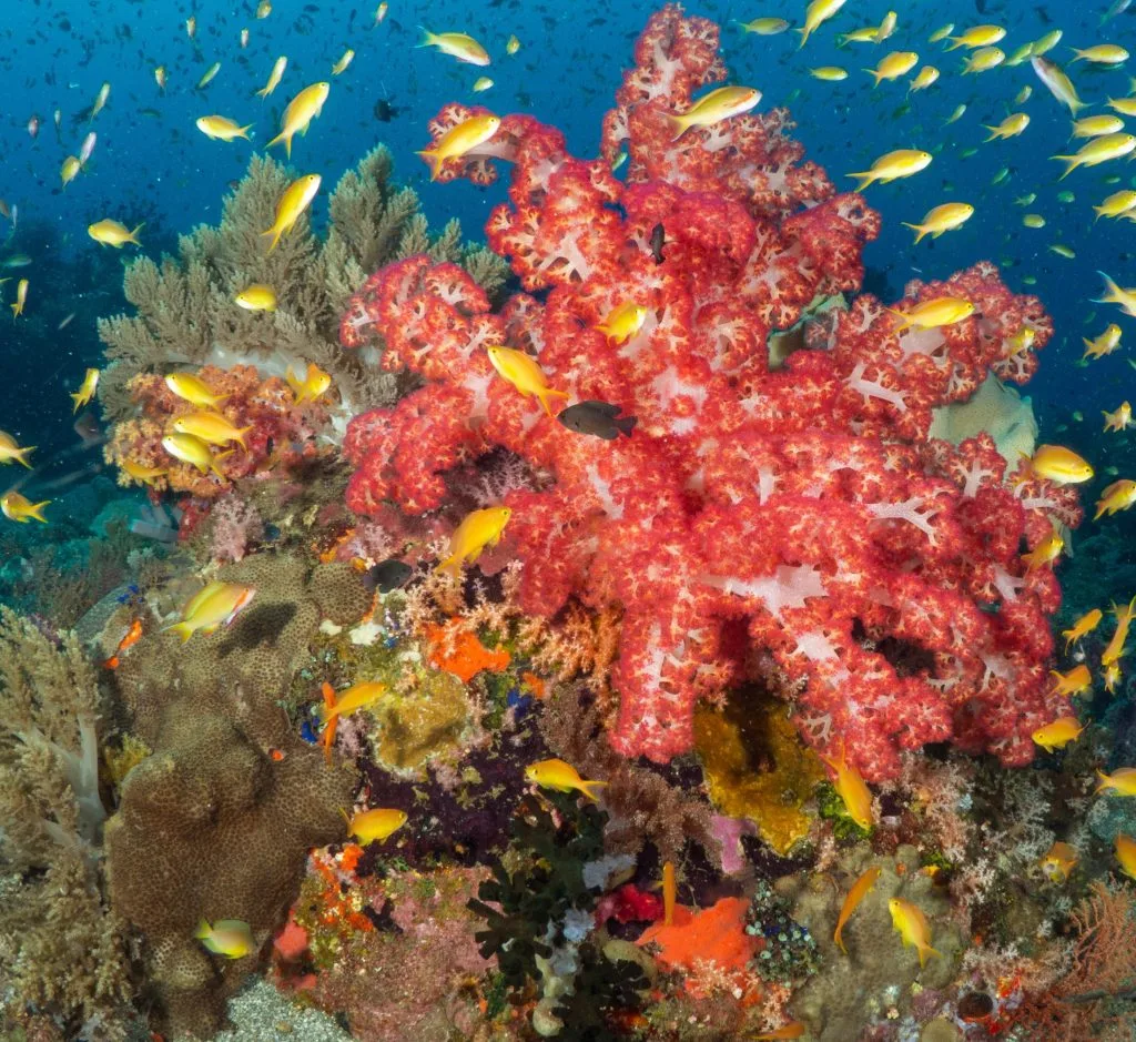 A vibrant reef teeming with marine life in the protected waters around Panaon Island, Philippines. Credit: Danny Ocampo, Oceana