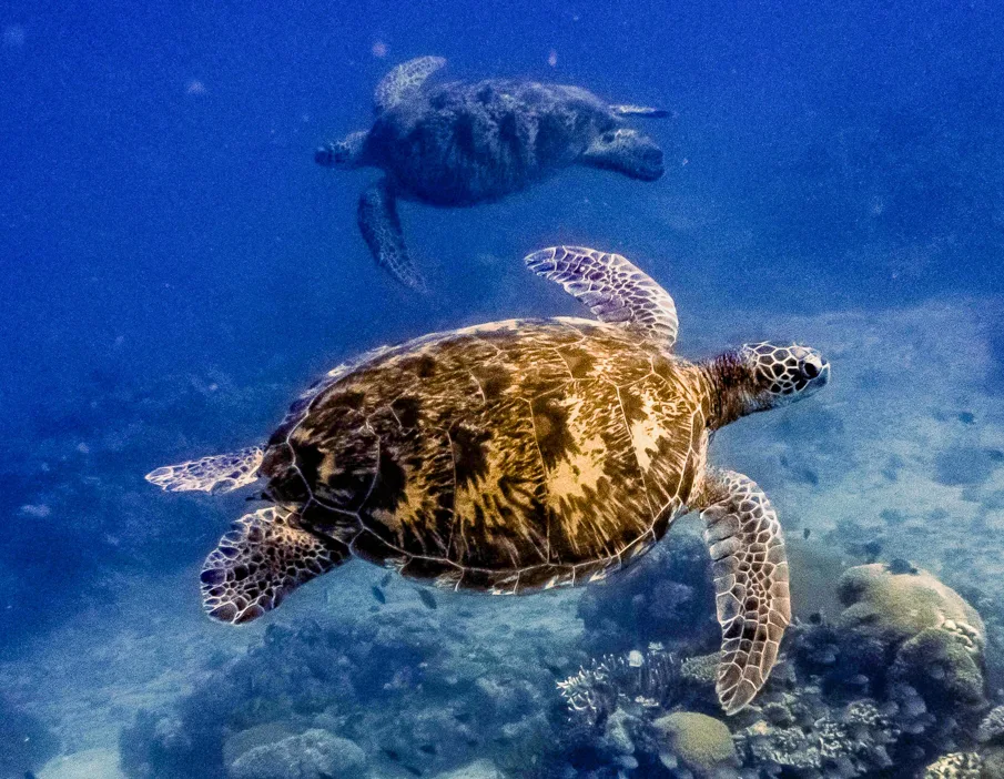 Partners strengthen protections for over 11 million square miles of ocean through the Bloomberg Ocean Initiative. Credit: Renz Perez, WCS