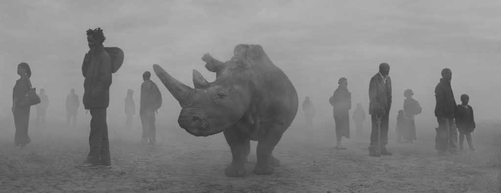 Northern white Rhino Najin next to a group of local people in the fog.