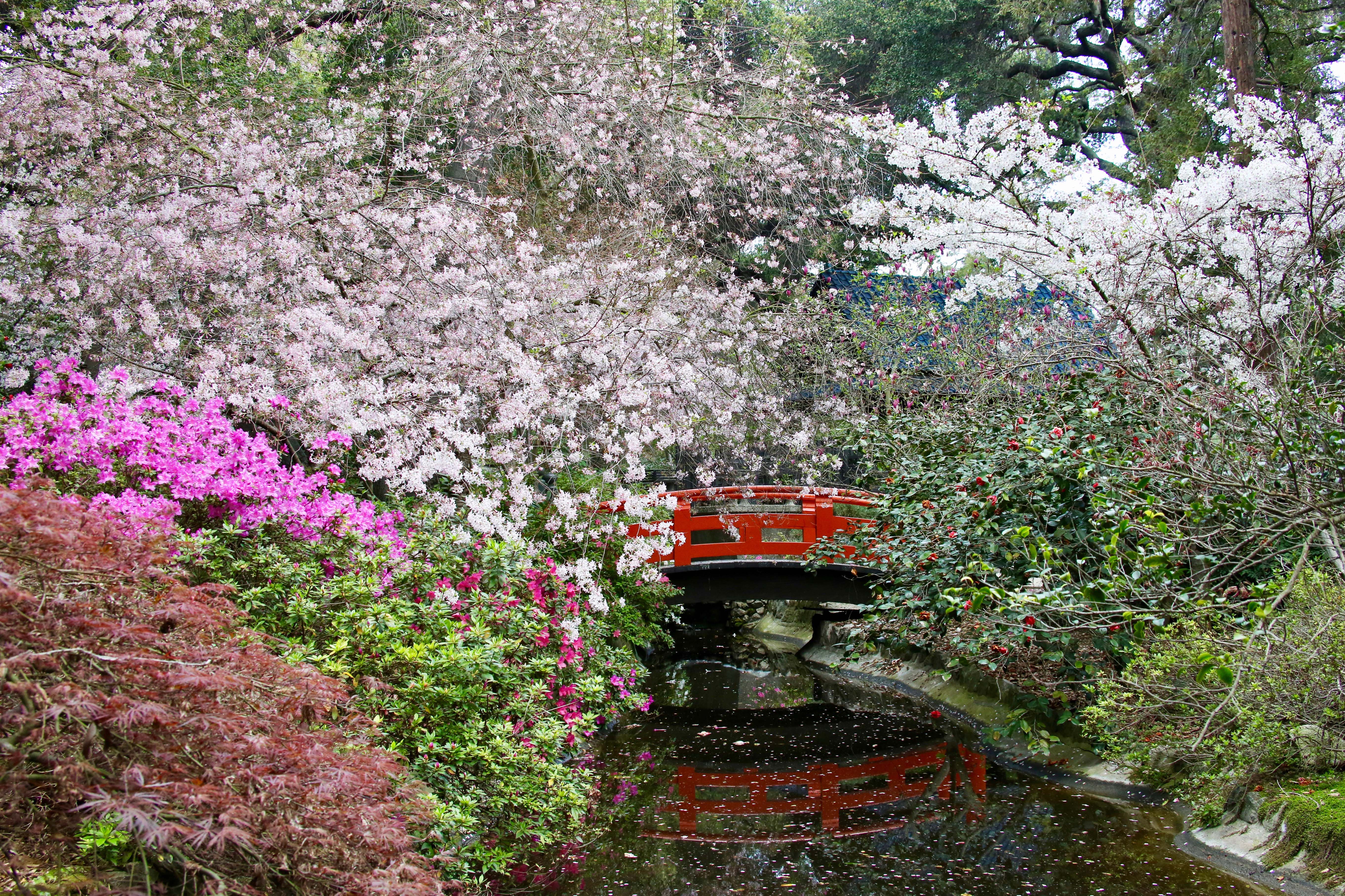 Cherry blossoms in the Japanese Garden