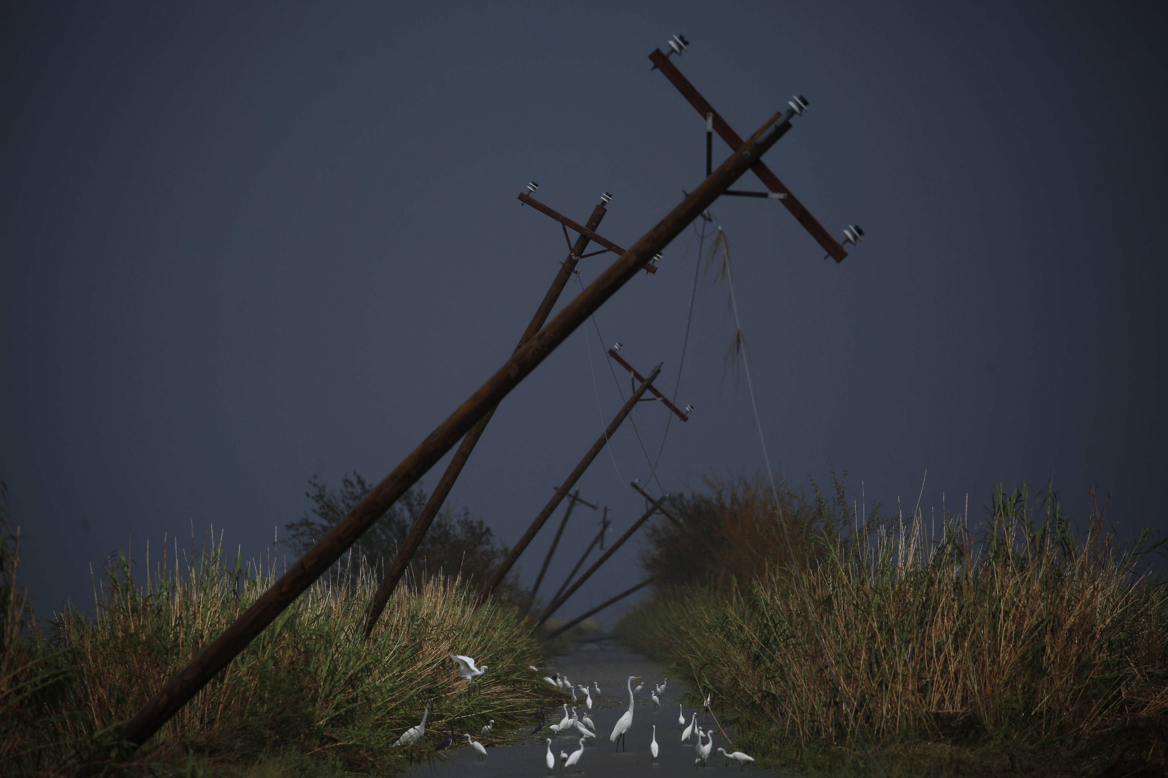 Damaged telephone poles from hurricane