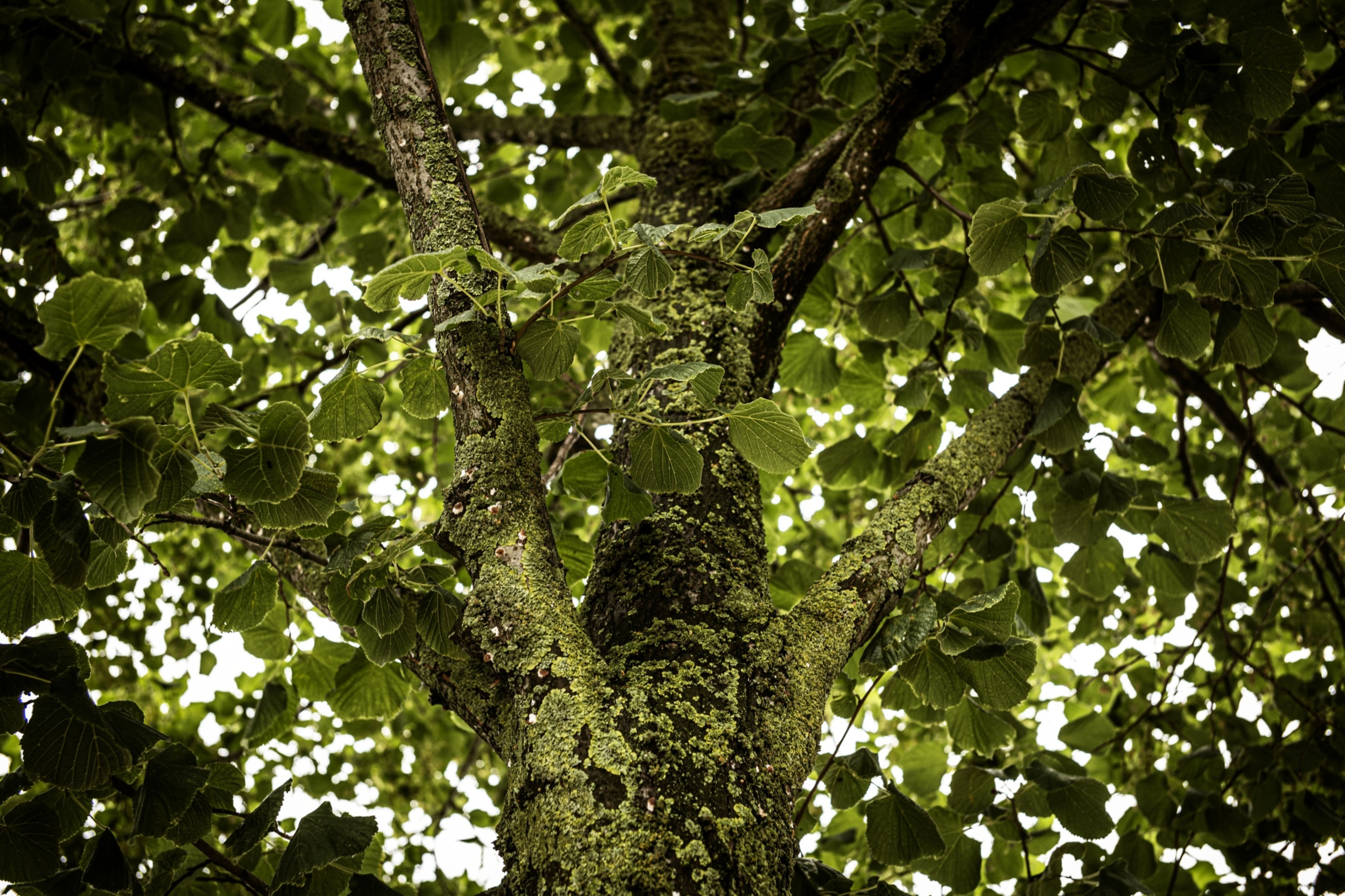 Moss growing on a tree