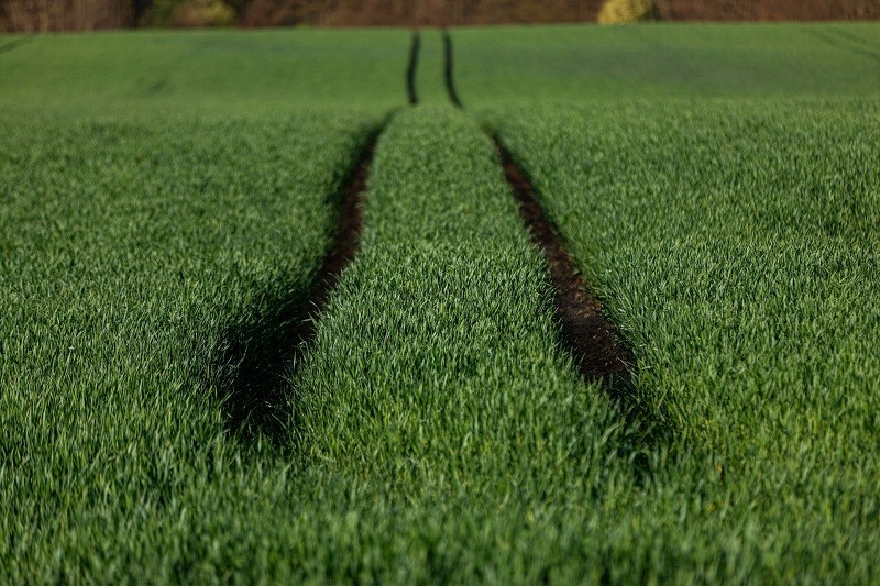 Field of grain