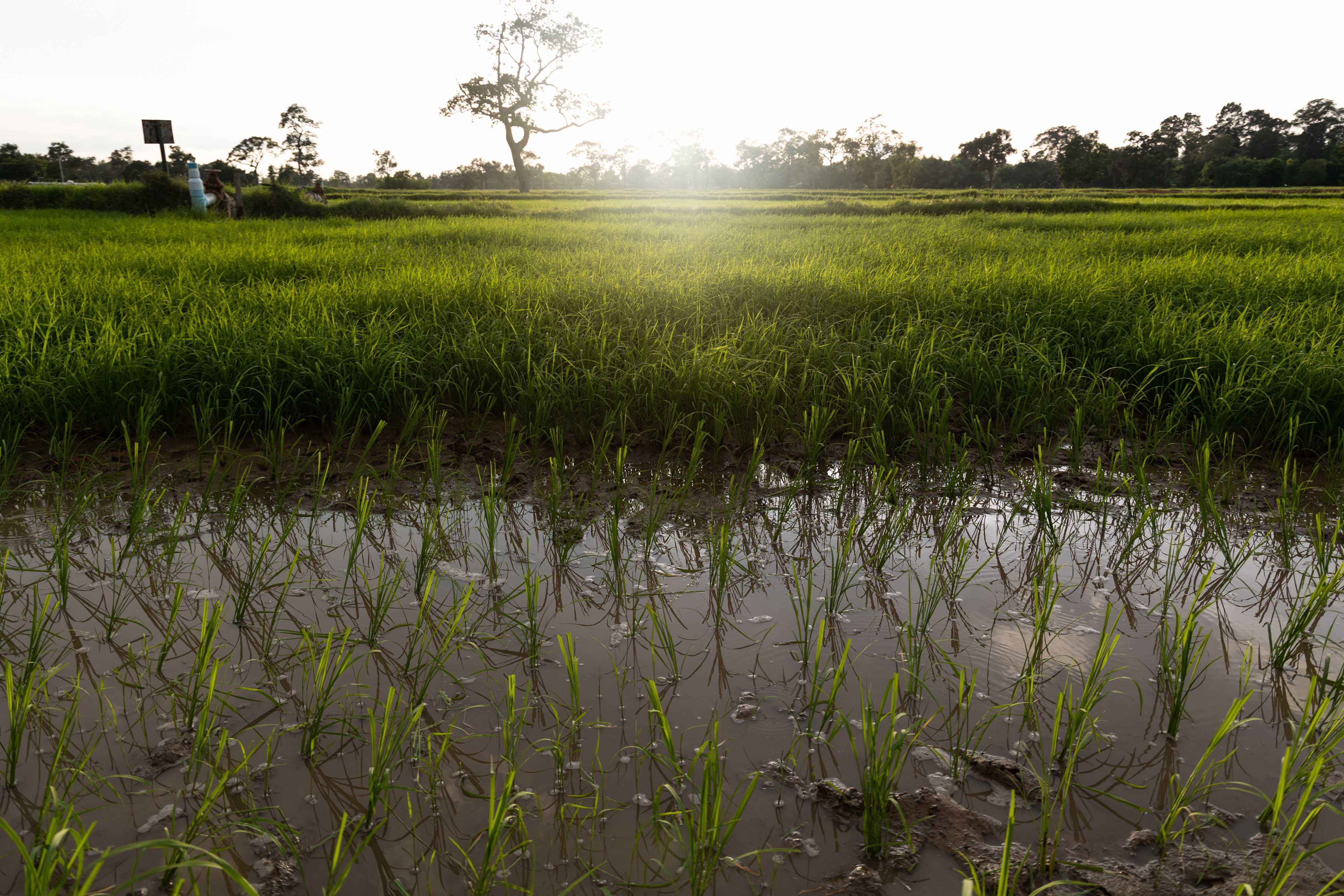 Rice Growing in A Paddy Field