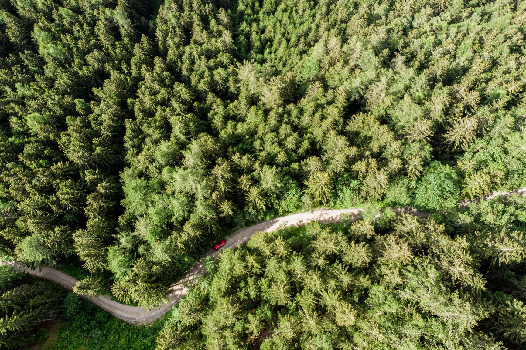 Alpine forest