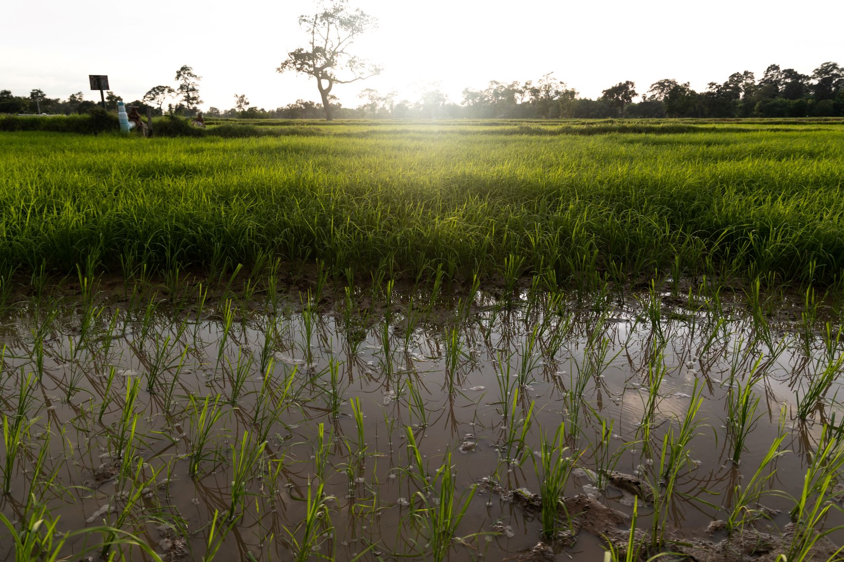 Rice field Rice field