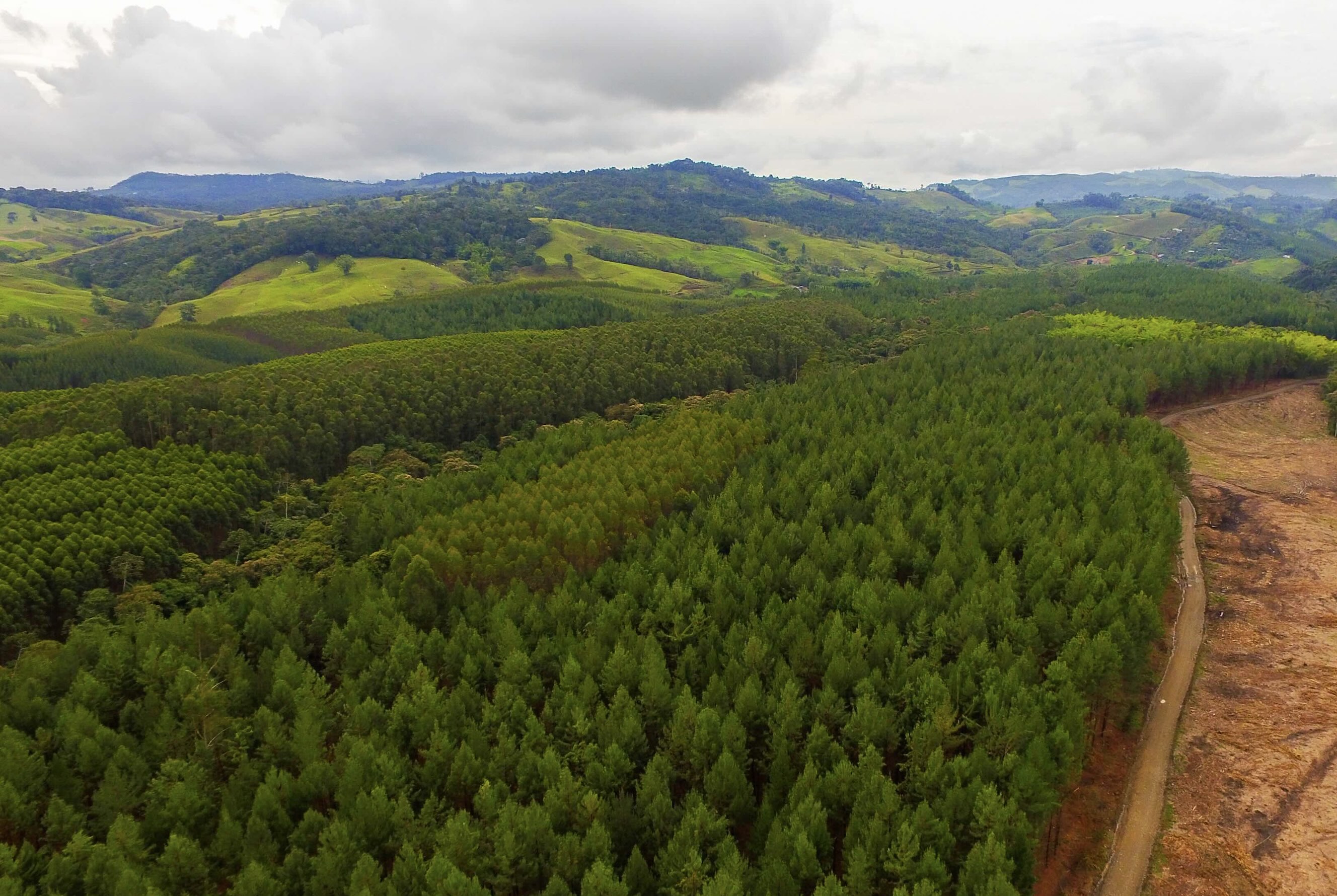 Aerial view - forest