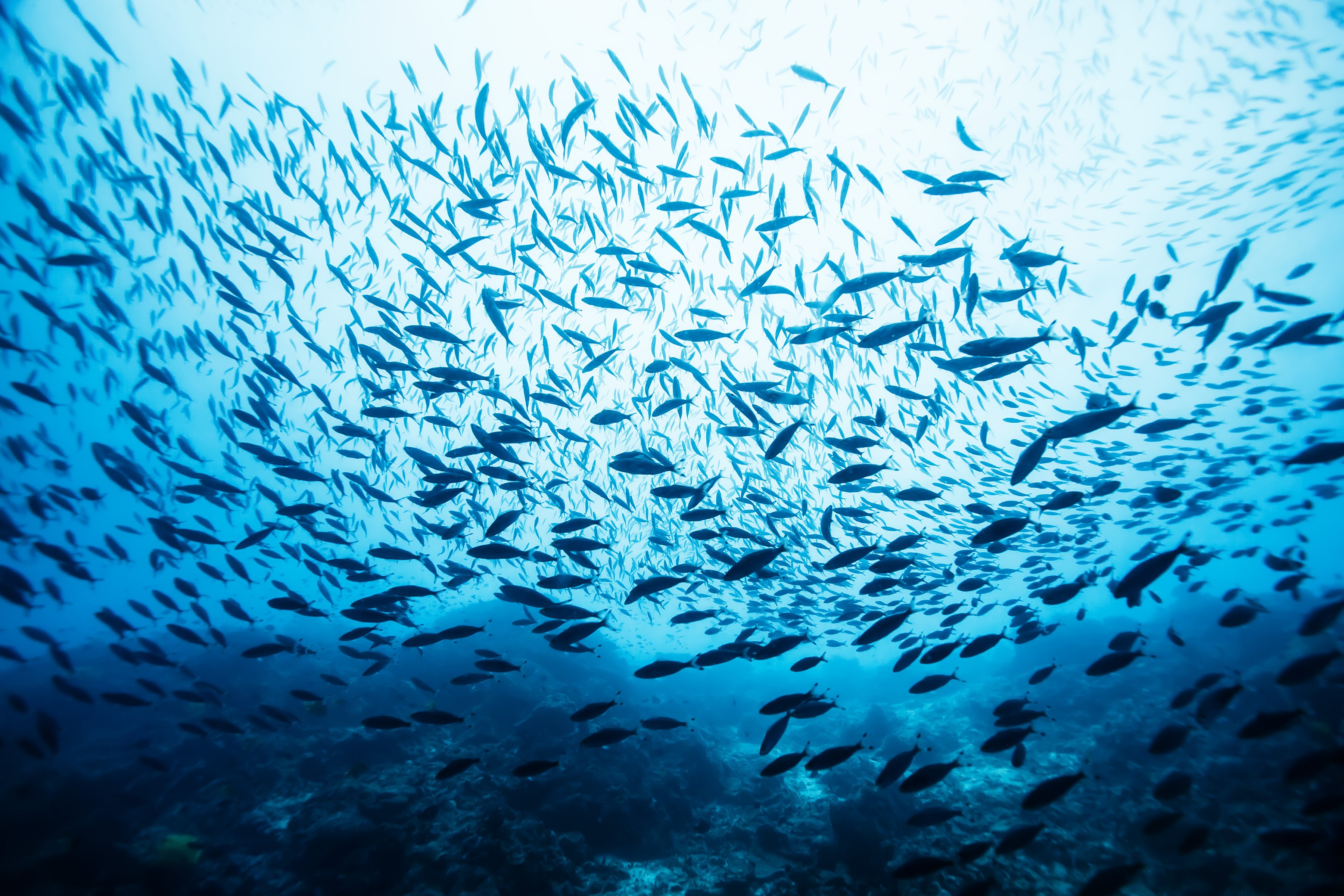 The economics of restoring fish populations.