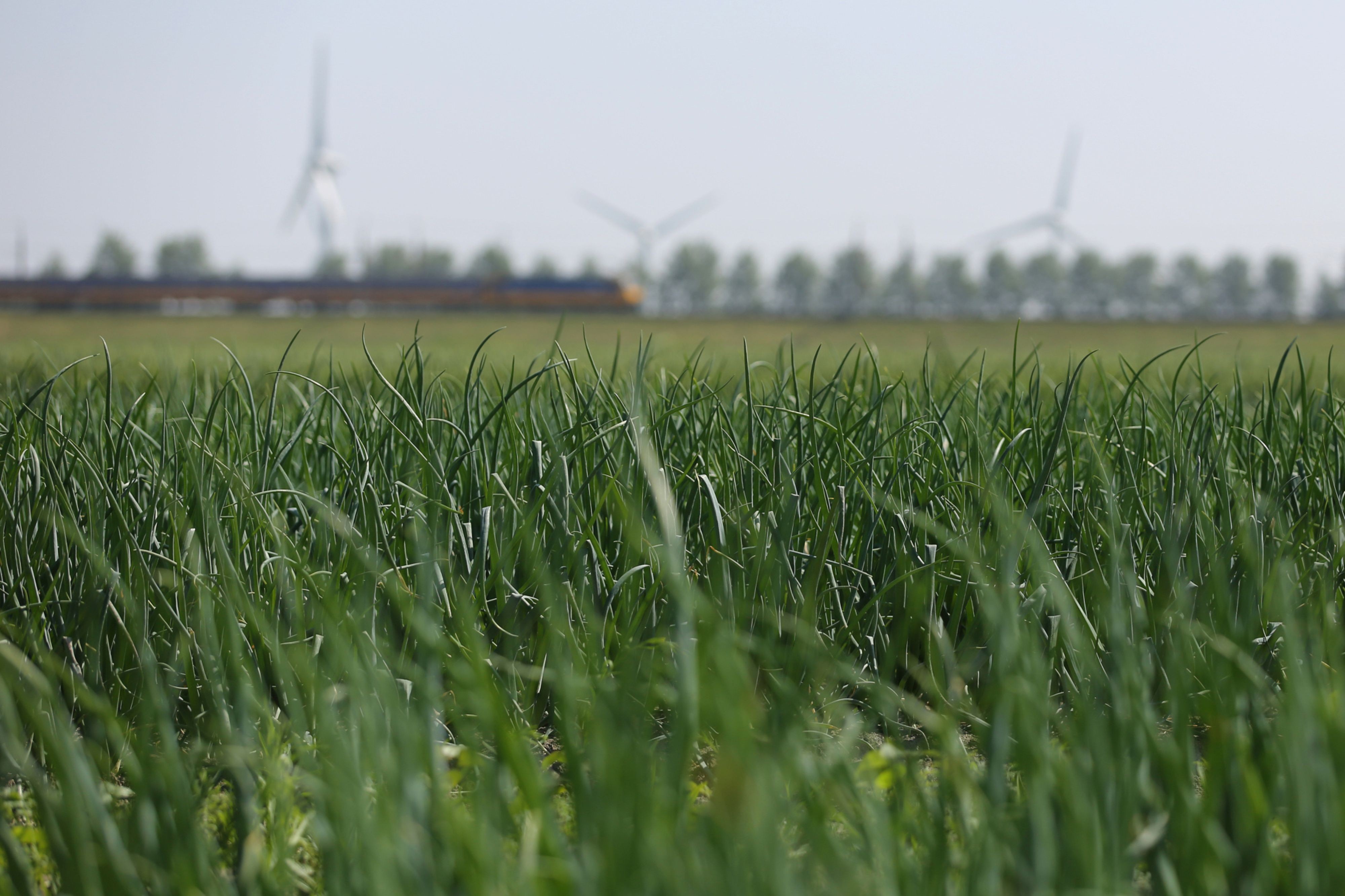 Gulf banks yet to play a role in green transition | Insights | Bloomberg Professional Services