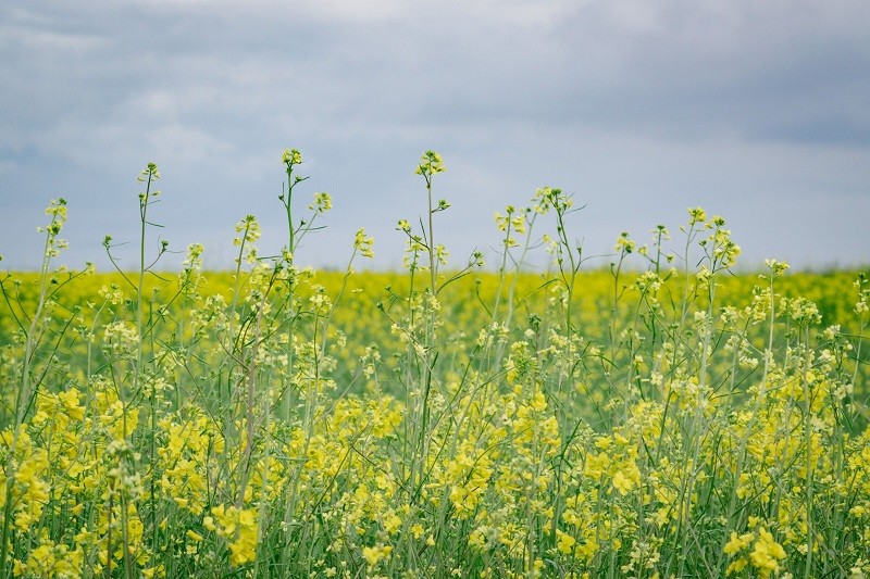 Supply chain financing also goes “green” | Insights | Bloomberg Professional Services