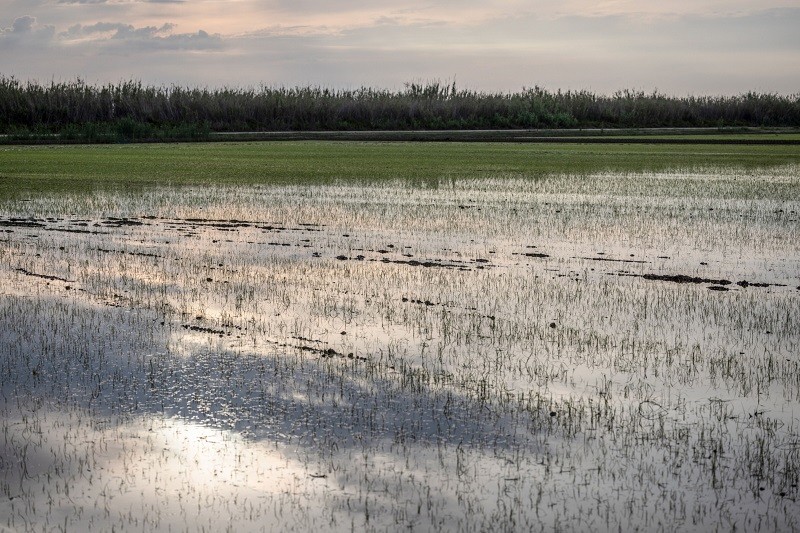 June commodities: Collapsing commodities vs. the Fed | Insights | Bloomberg Professional Services