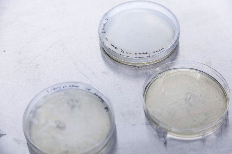 Bacteria