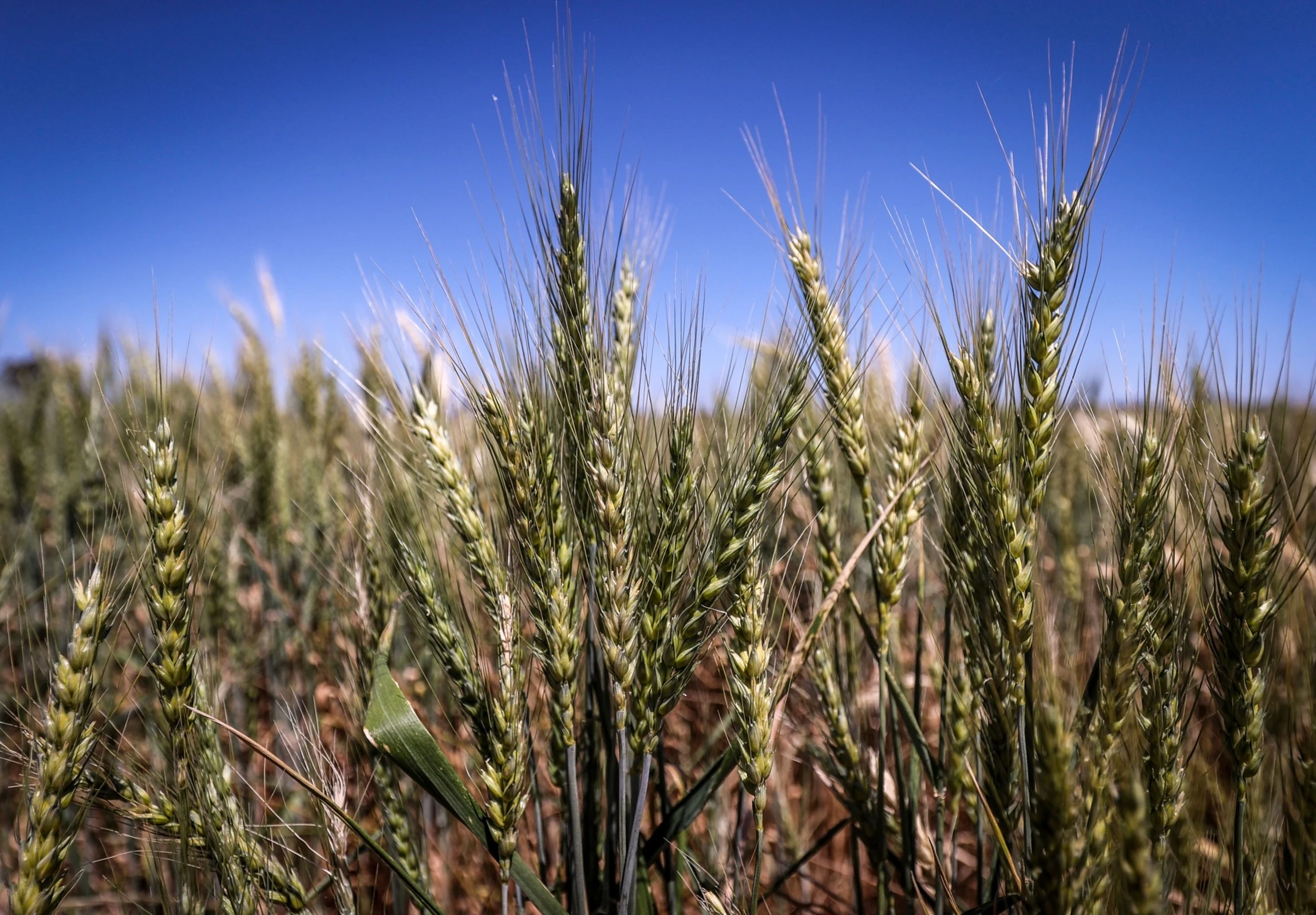 Wheat Field
