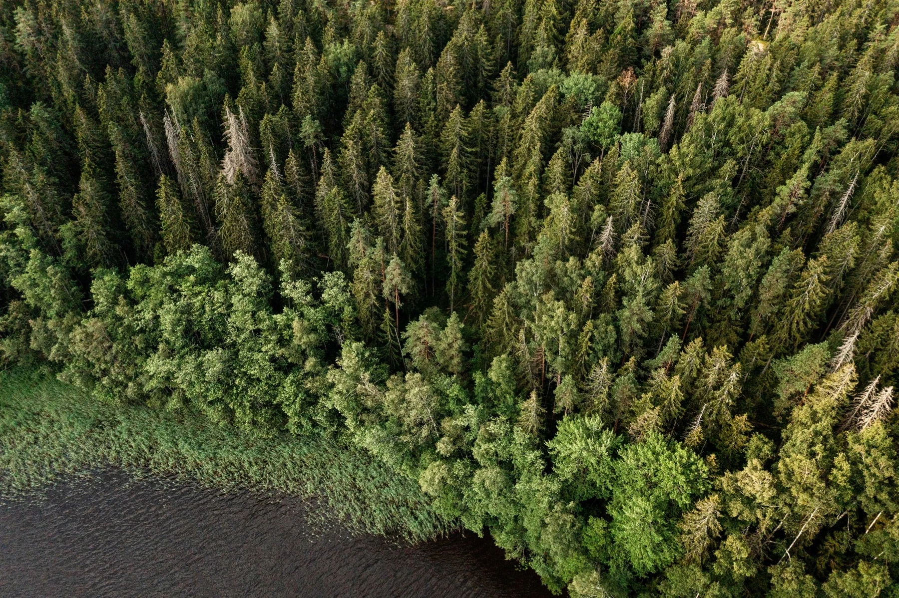 Aerial View Of A Forest