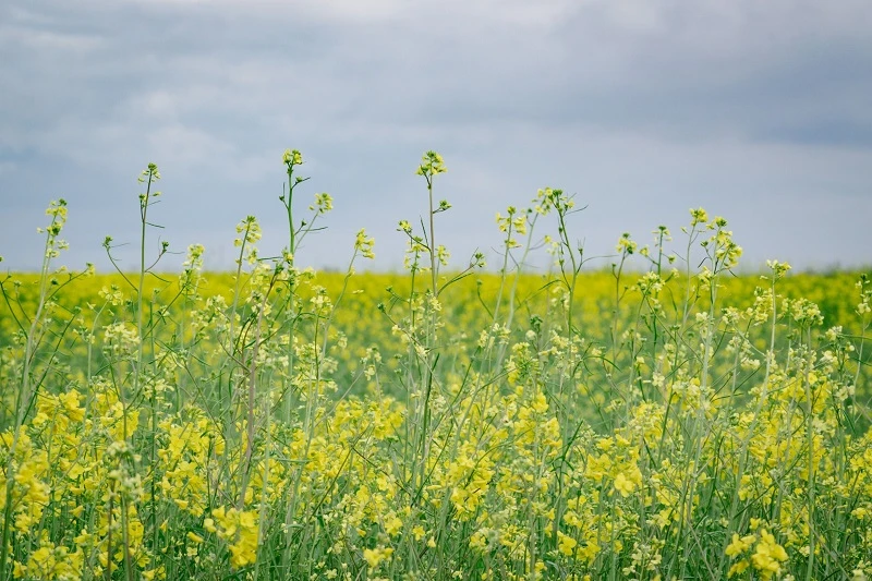 Grain field