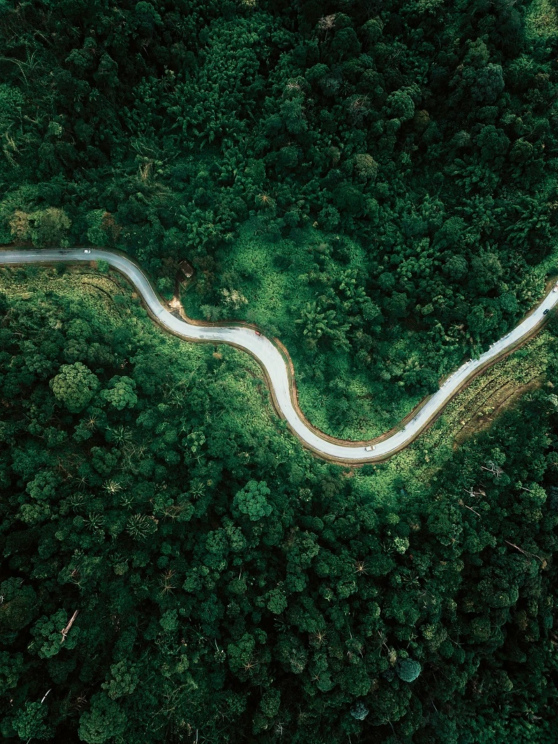 Road through greenery