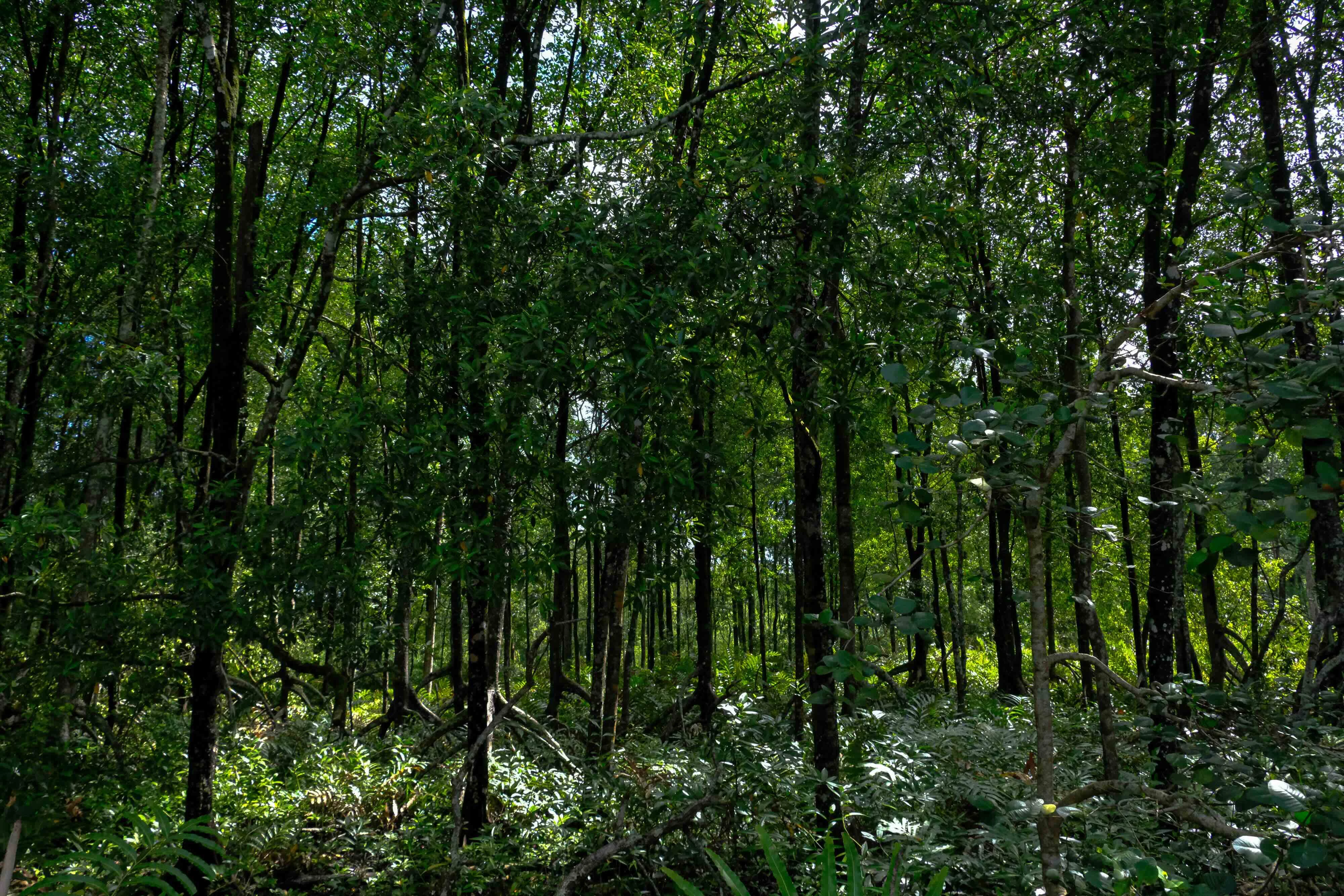Mangrove Forest