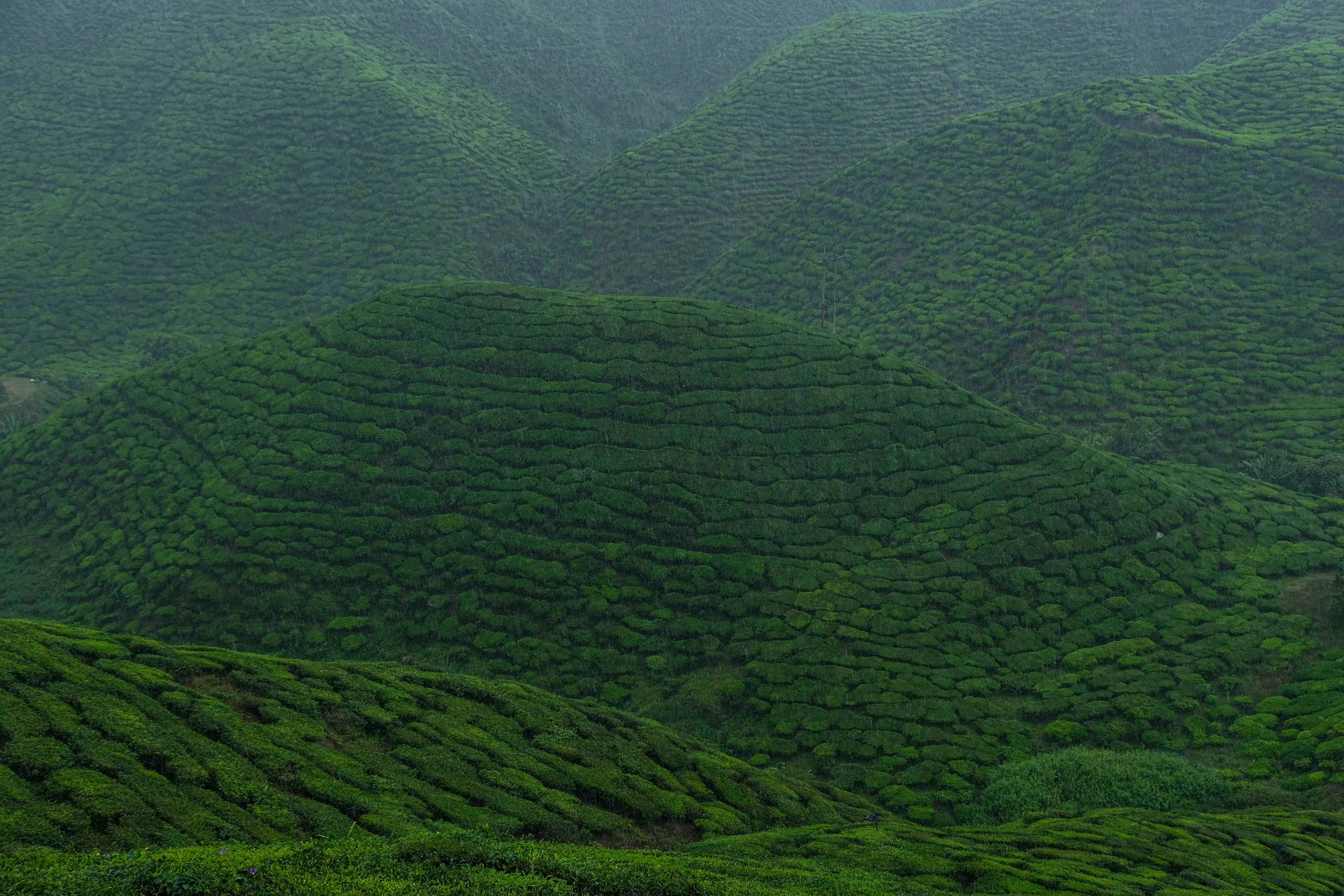 Aerial View Of A Tea Plantation