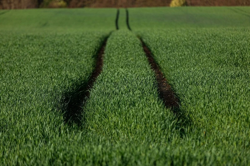 View of a field