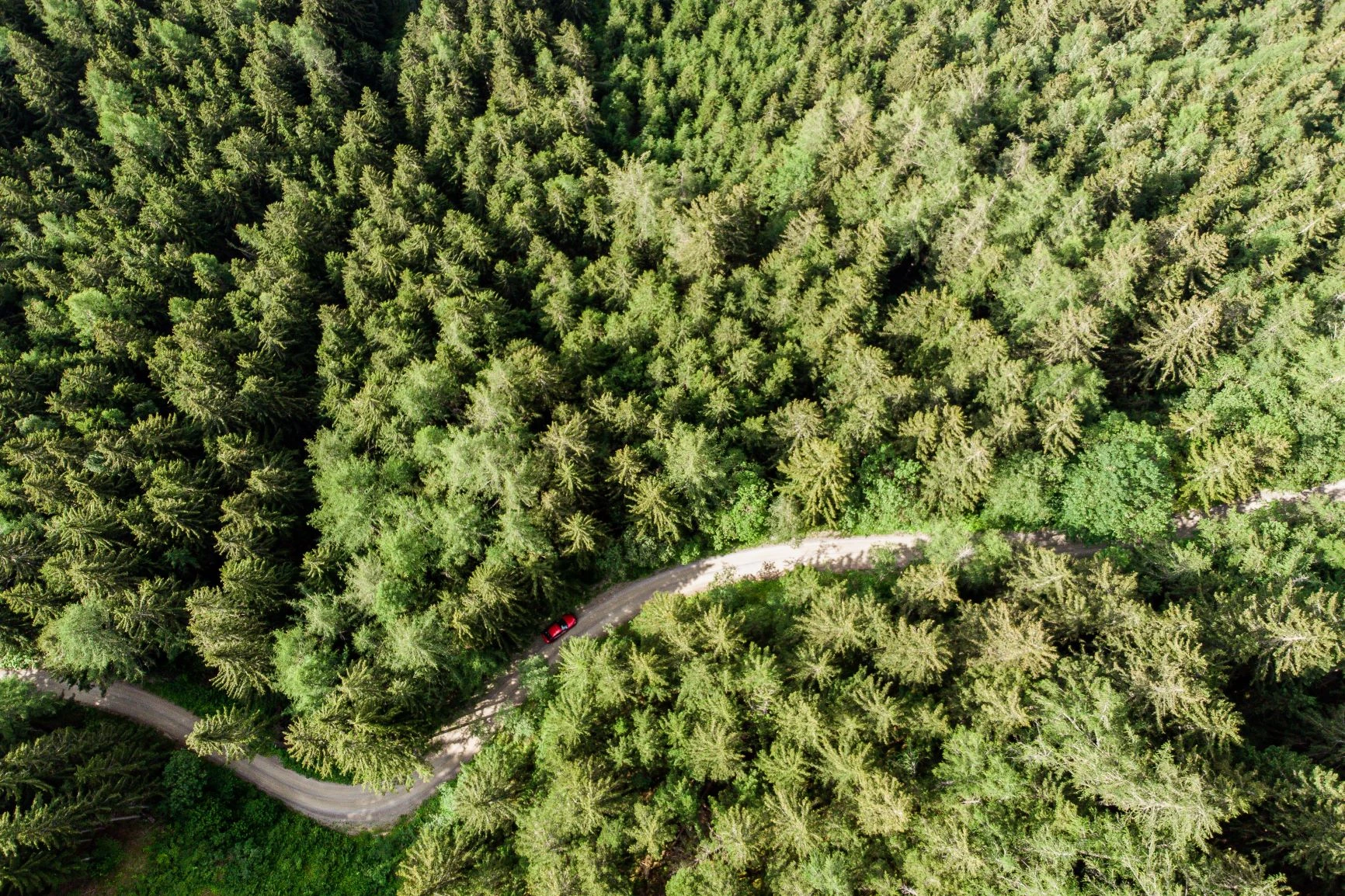 Alpine forest