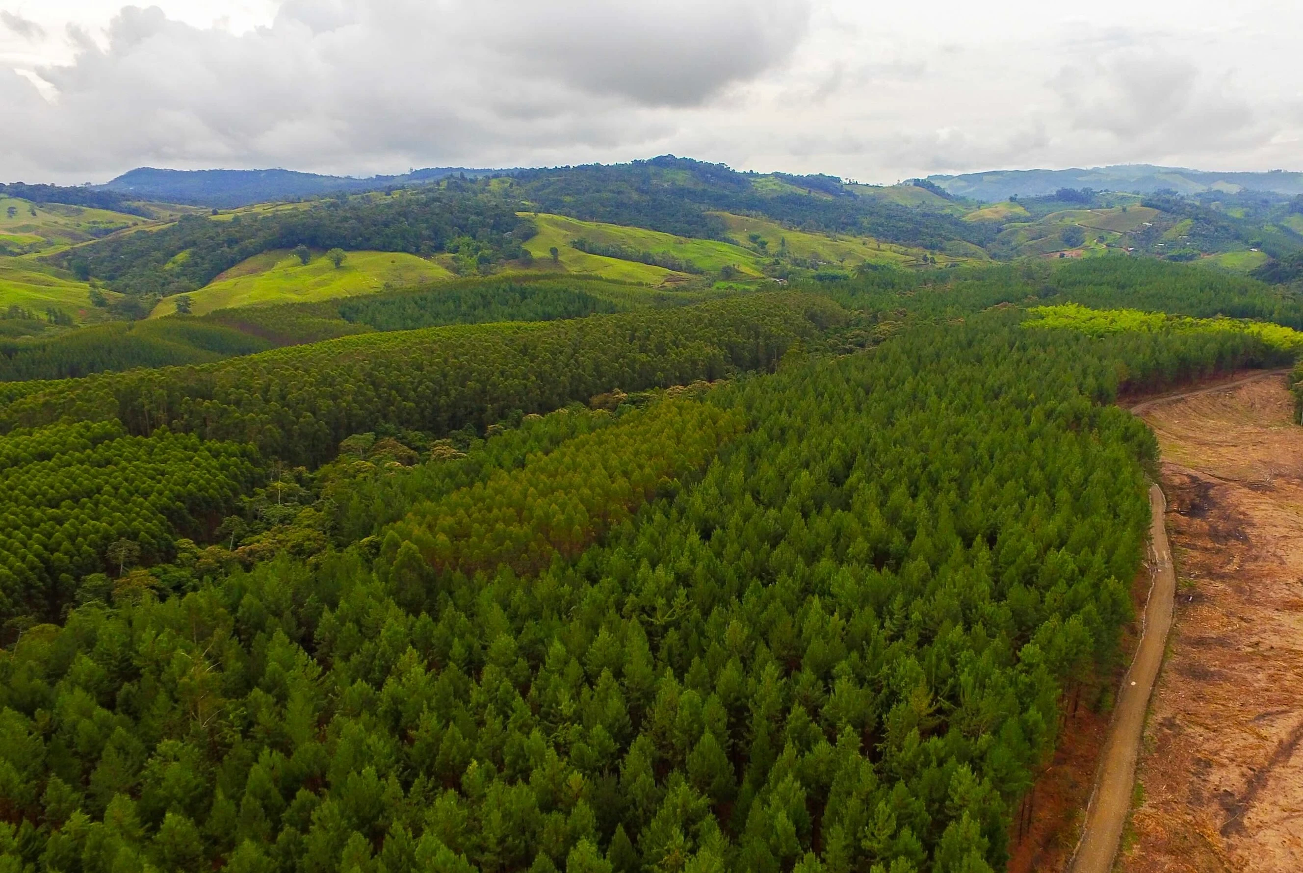 Aerial view - forest
