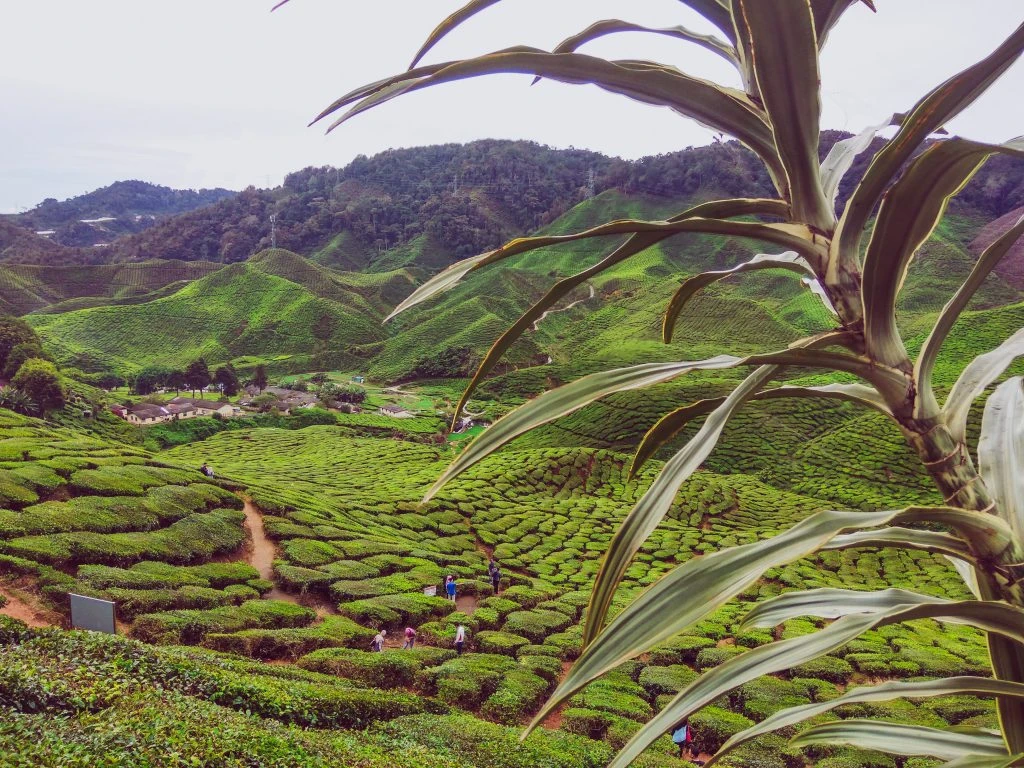 farhan-azam-Sr9oVMRGV70-unsplash Data for Good Exchange 2019's "Prosperity & Peace" track looks at the use of data science to tackle Sustainable Development Goals (SDGs) related to economic, social and technological progress.