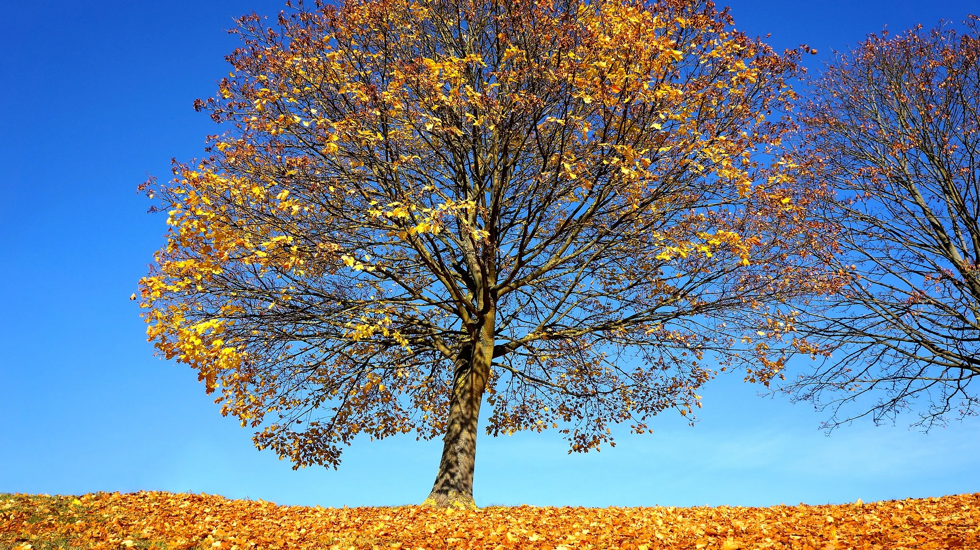 A golden leaf-laden maple tree sheds leaves under a bold blue sky.