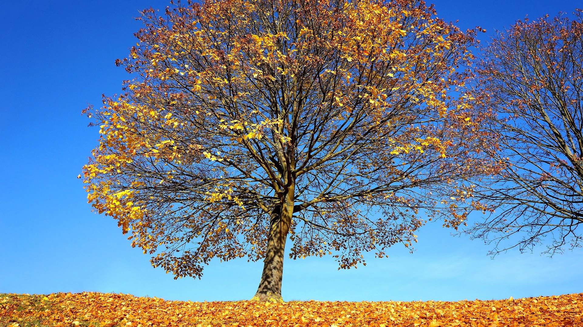 autumn-1820615_1920 A golden leaf-laden maple tree sheds leaves under a bold blue sky.