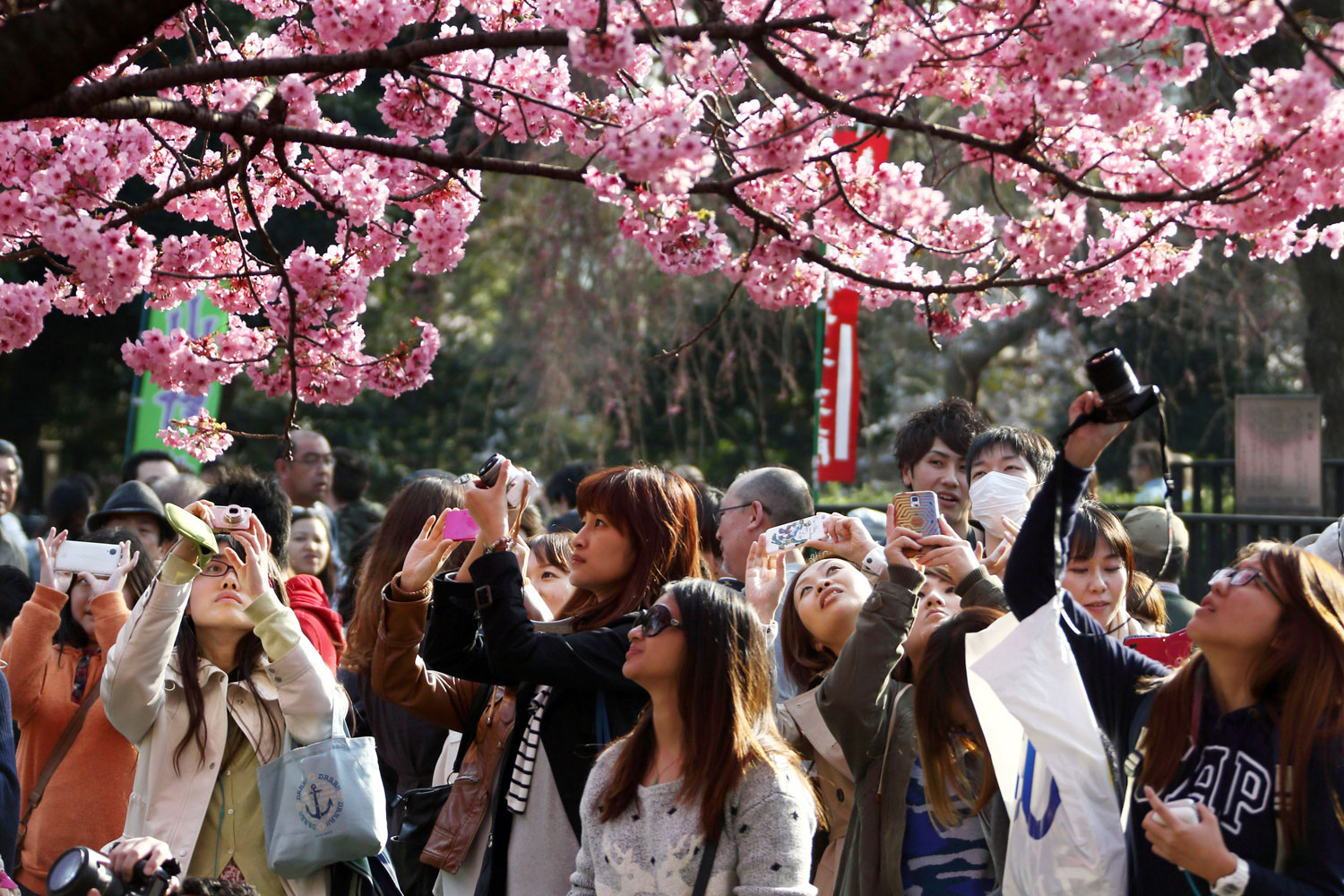 Сакура цветет дней. Фестиваль цветения и любования сакурой – Япония. Праздник цветения Сакуры в Японии. Ханами любование сакурой. Ханаби любование сакурой.