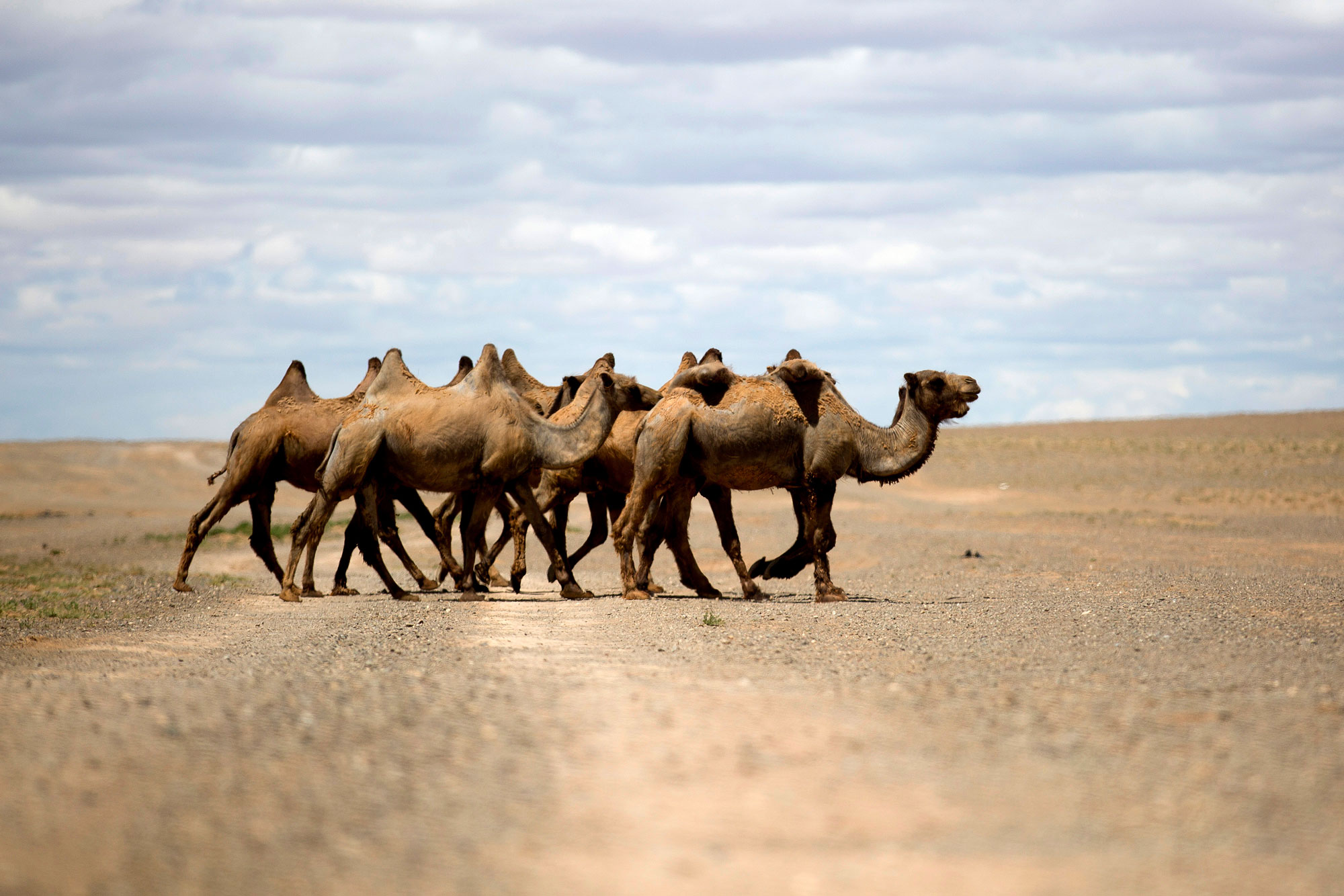 фотография с верблюдами и белыми пятнами