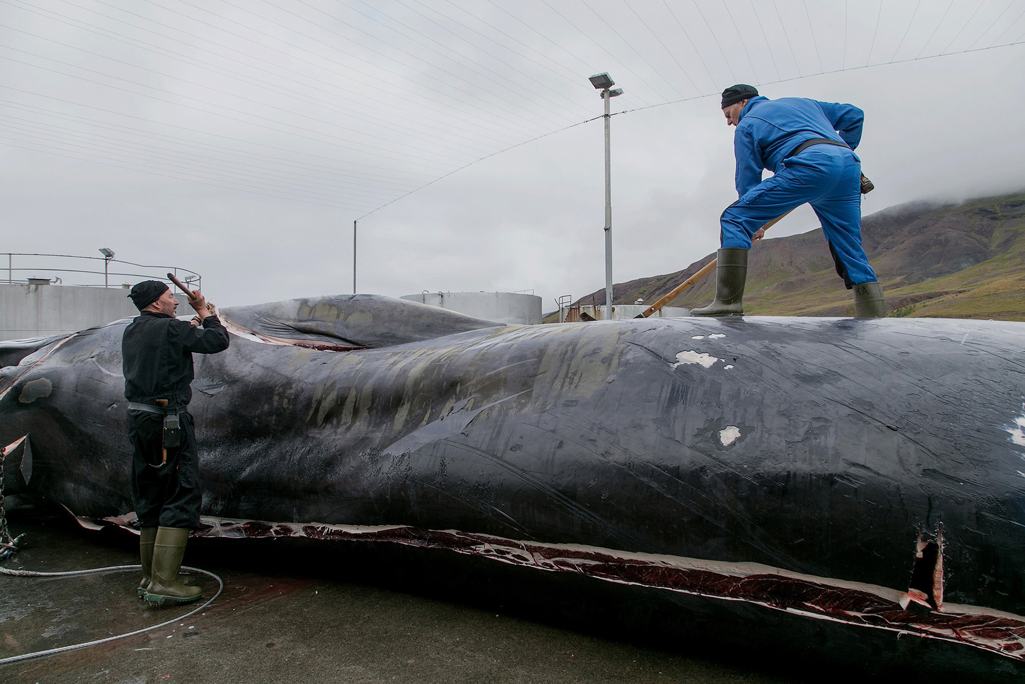 The Whale Hunters: Iceland's Controversial Industry | Bloomberg Media ...