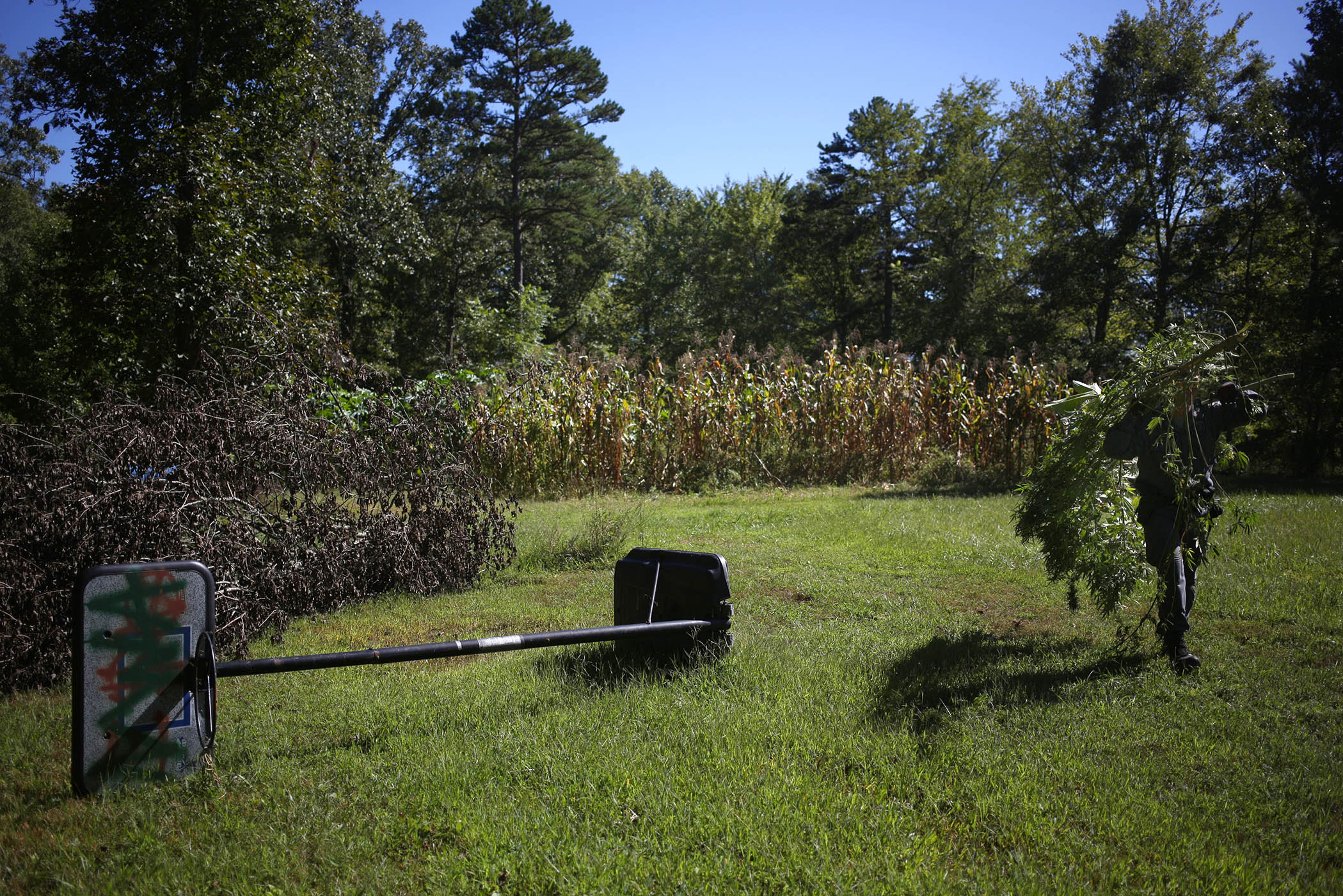 Burning Kentucky's Illegal Weed A RideAlong With the Cannabis Cops