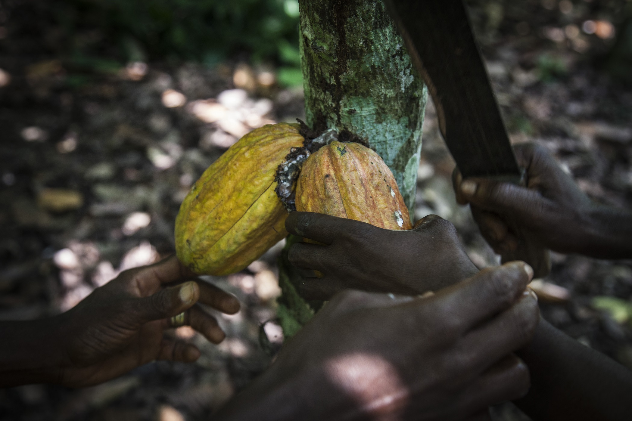 Ivory Coast Cocoa Bloomberg Media Distribution