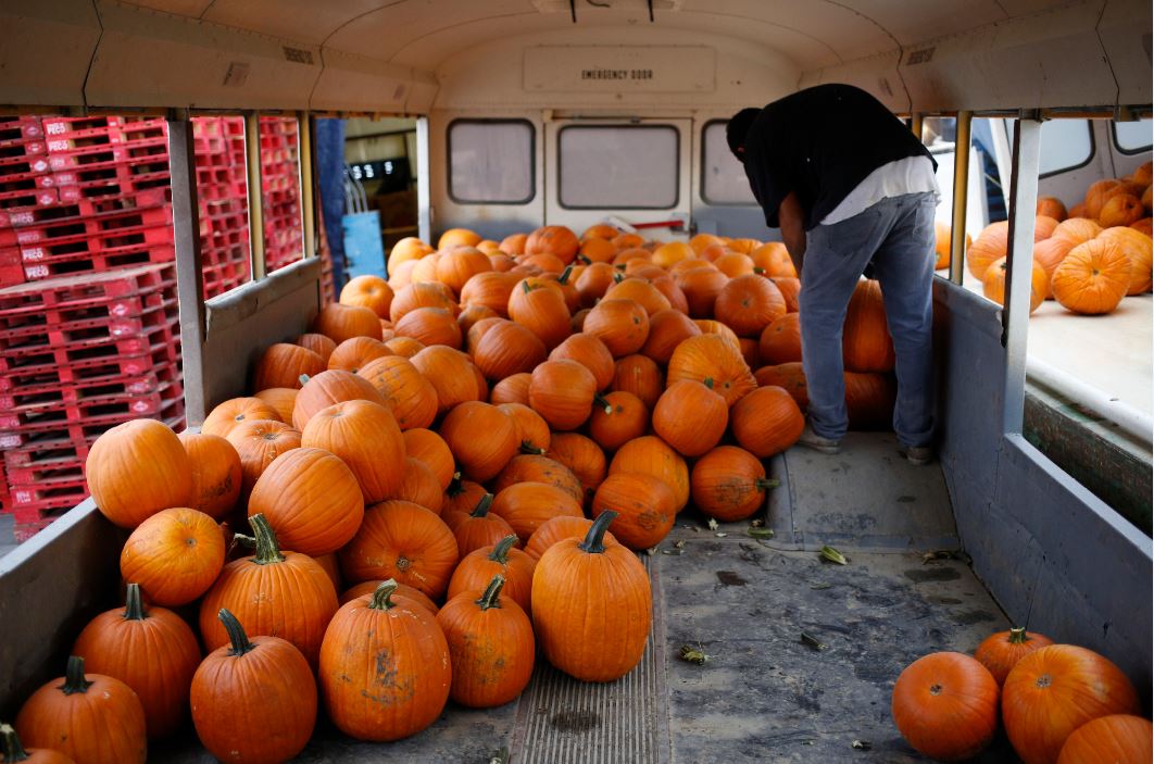 A Pumpkin Harvest At Frey Farms Inc. Bloomberg Media Distribution
