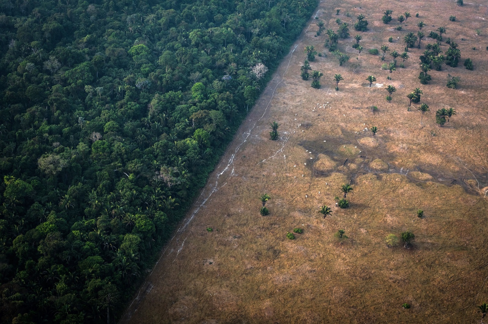 Itaú Amazônia reforça ESG como estratégia protagonista