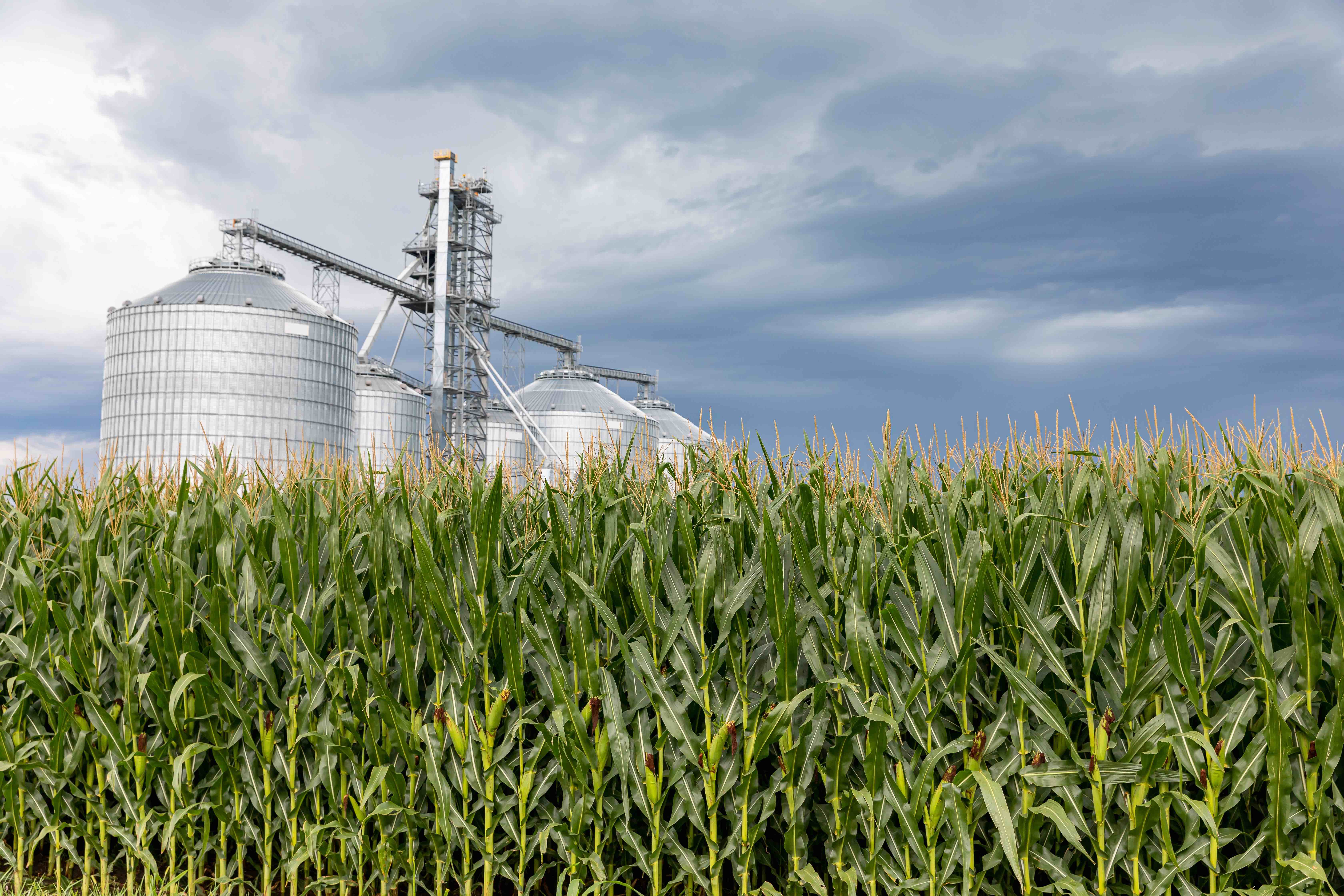 Cornfield with grain storage elevator